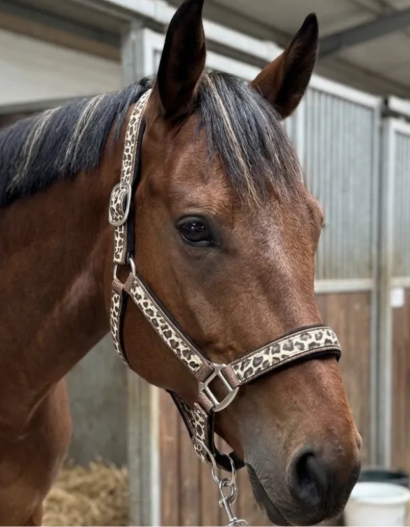 LICOL LEOPARD+PAILLETTES CDG horse equipment