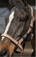 LICOLS A PAILLETTES CDG HORSE EQUIPMENT