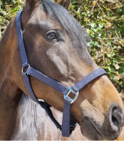 LICOLS A PAILLETTES CDG HORSE EQUIPMENT